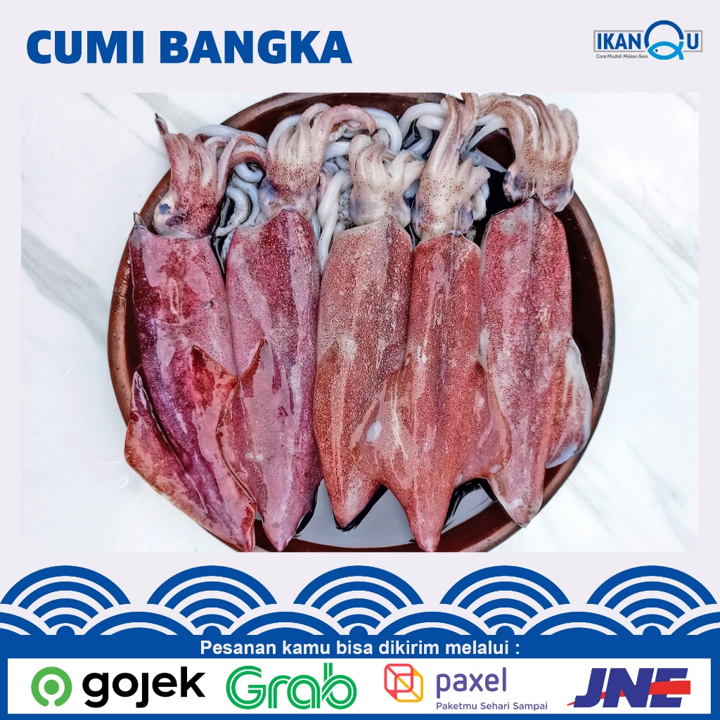 

Cumi segar besar 1Kg isi 3-6Ekor | Cumi segar besar bangka fresh harian / Fresh Squid