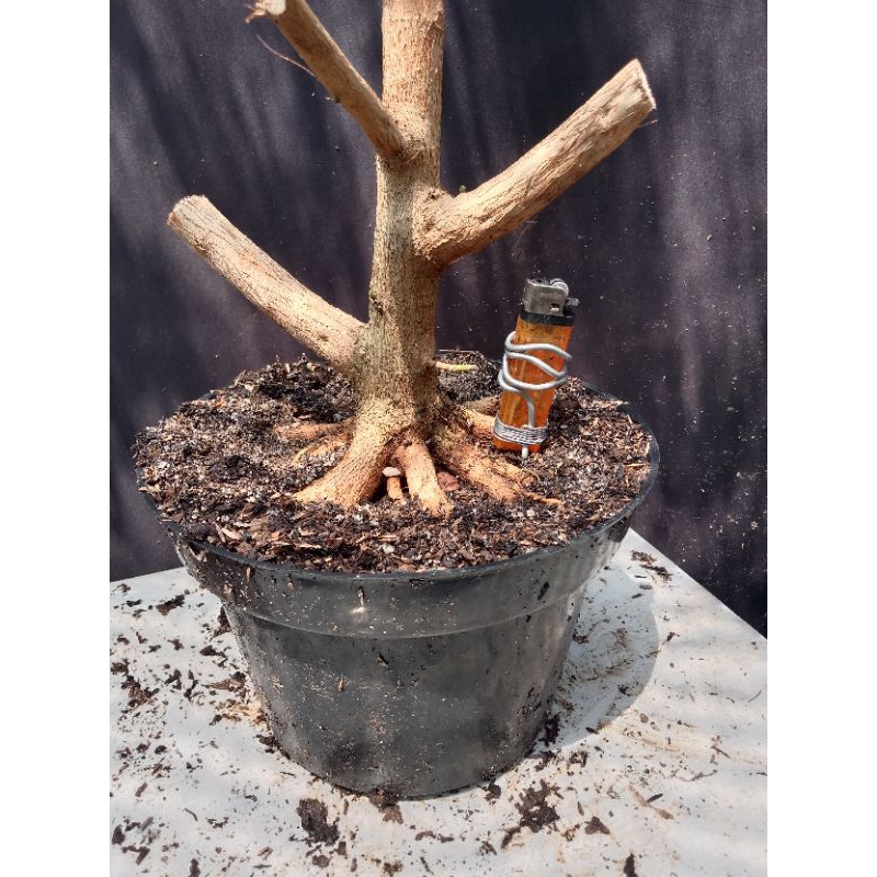 Bahan bonsai Sancang prokar (program akar/akar keliling)