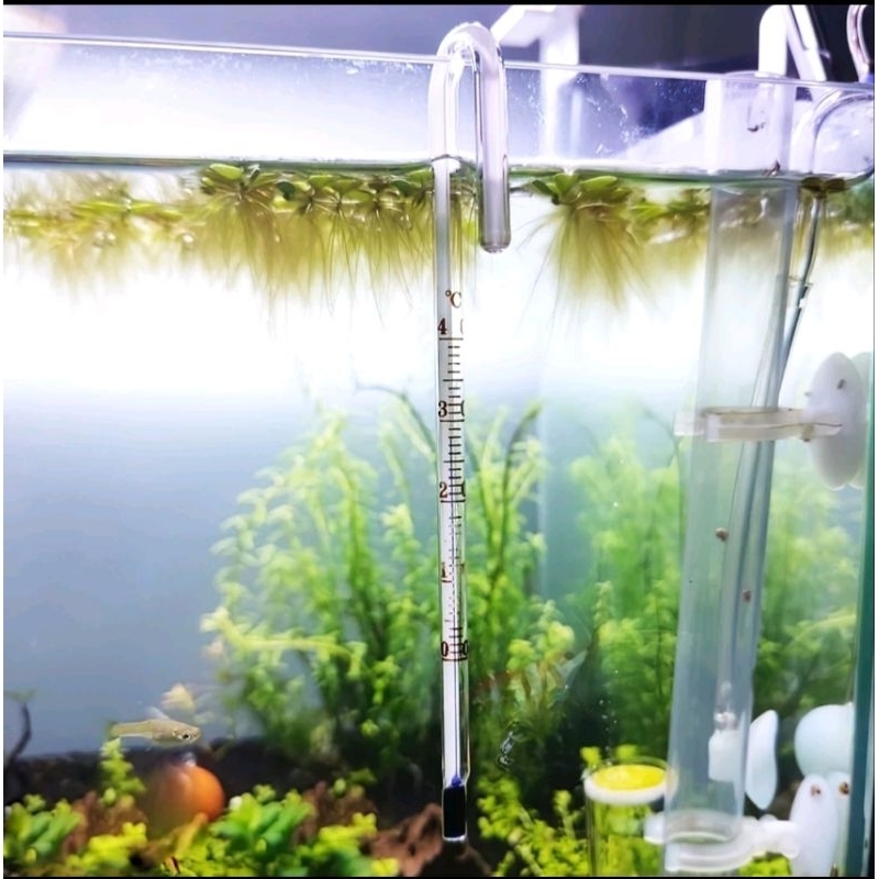 Termometer AQUAMAN WP T009 Alat Pengukur Suhu Air Termometer Gantung Aquarium