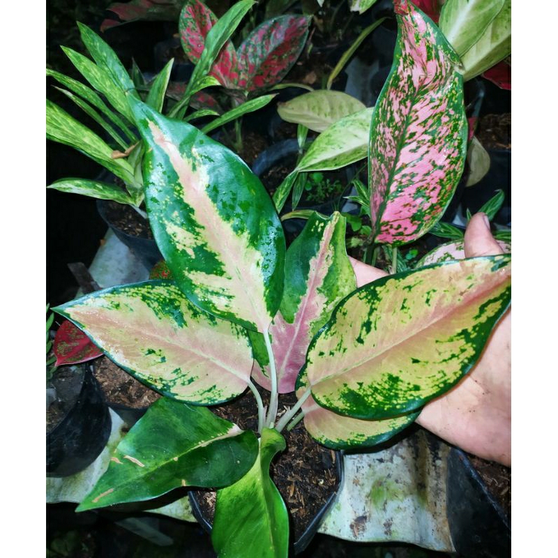 aglonema kochin sunrise