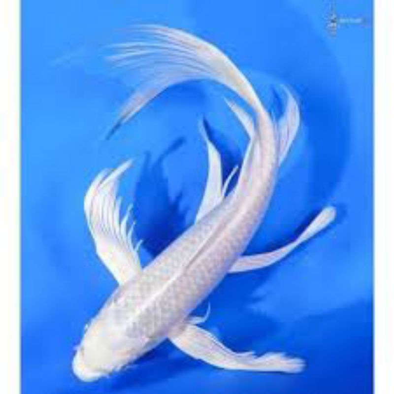 benih koi platinum kumpay uk 6-7cm