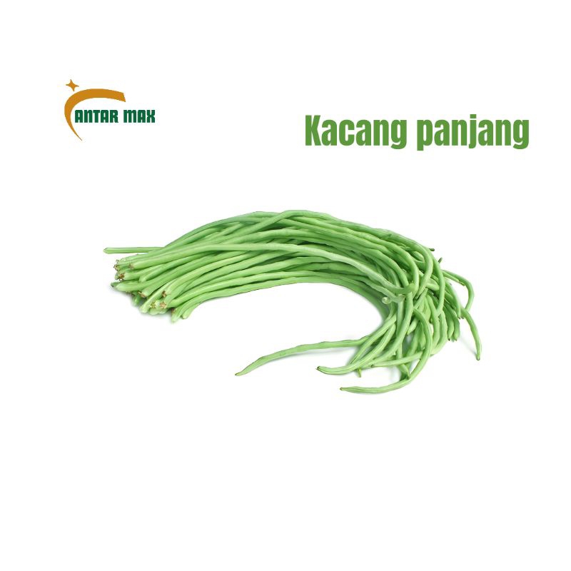 

Kacang panjang