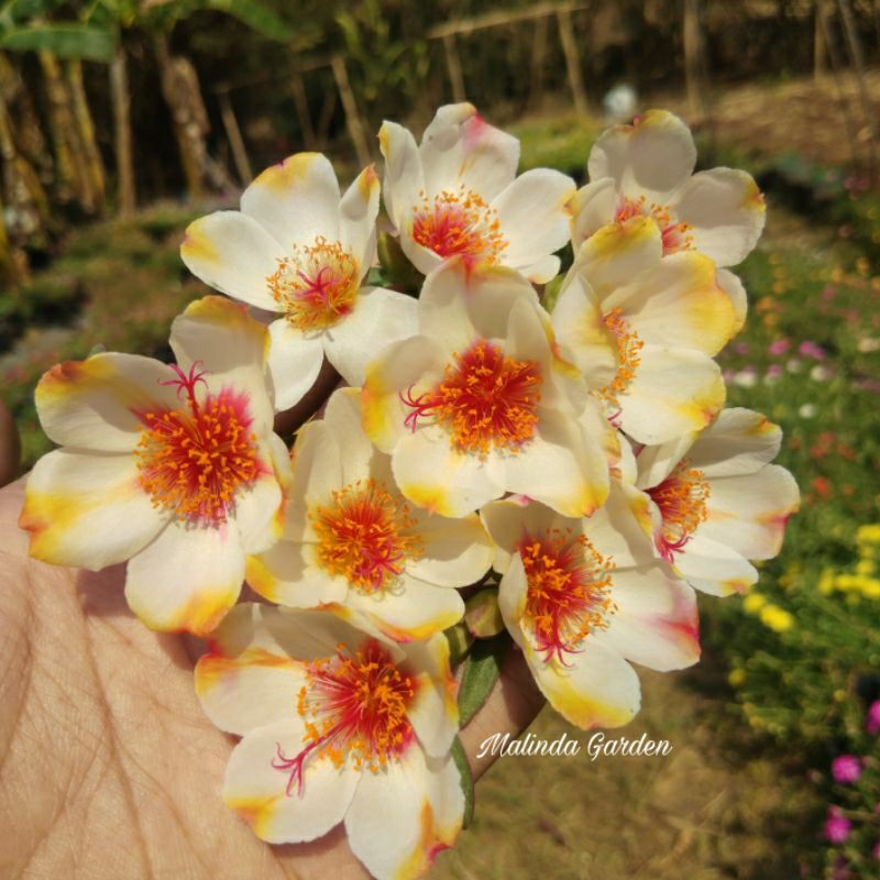Krokot import duna DMG 18 / tanaman hias / mossrose / bibit stek