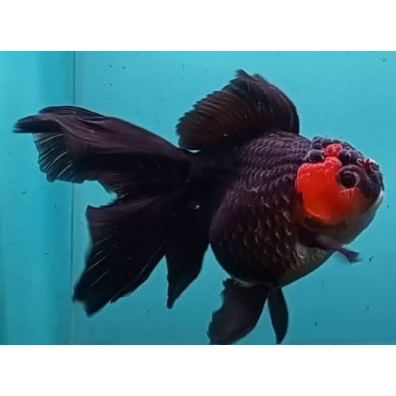 ikan koki panda tancho