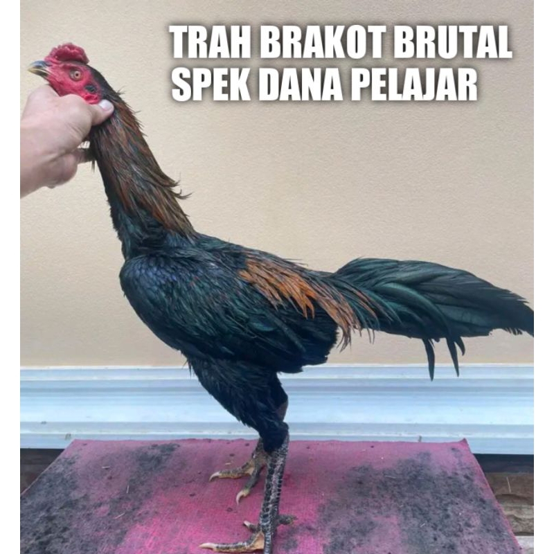 ayam Bangkok Pakhoy brakot brutal spek dana pelajar