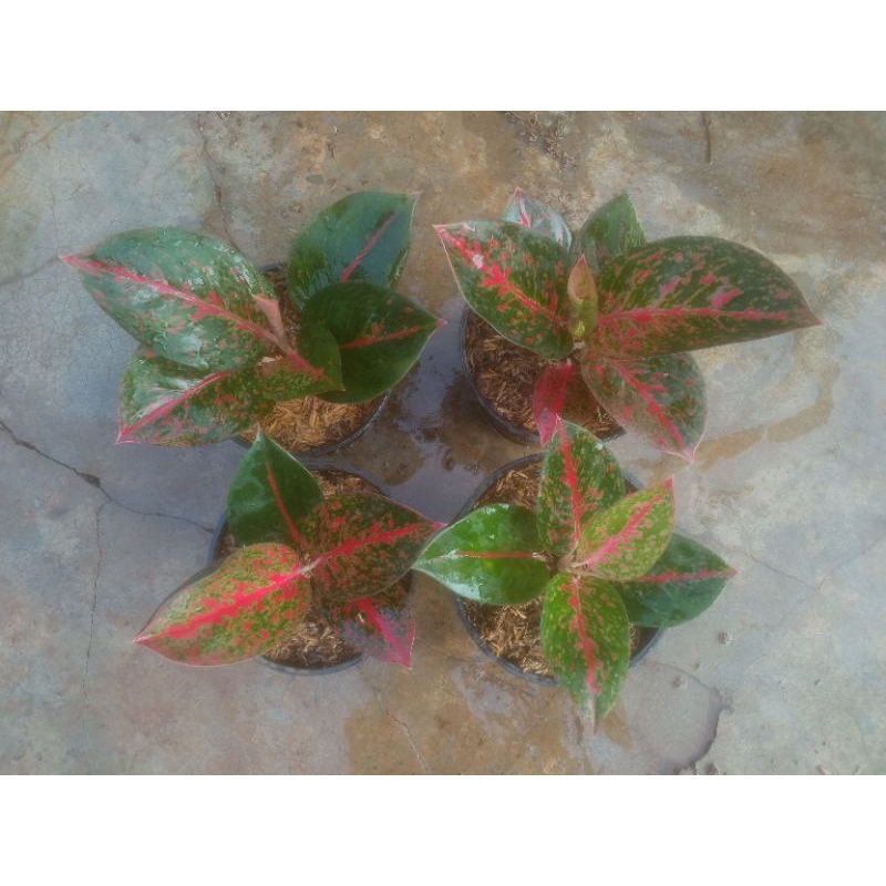 Aglaonema Red Stardust