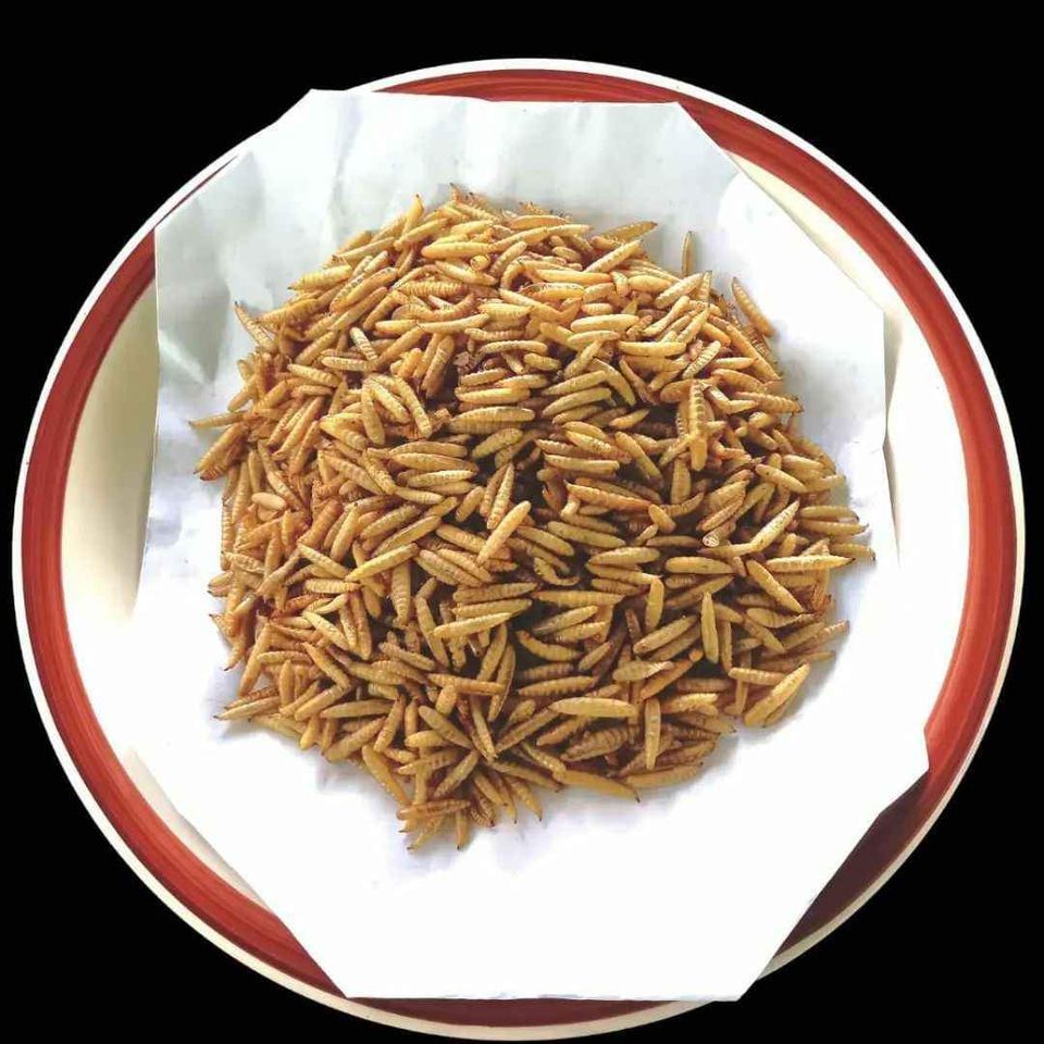 Maggot Kering BSF Magot Bukan Ulat Hongkong Pakan Ikan Hias Cana Predator Suplemen Alternatif 100 gr