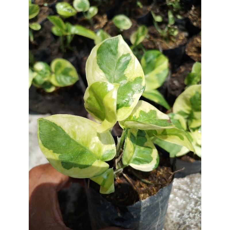 Sirih njoy yellow emerland