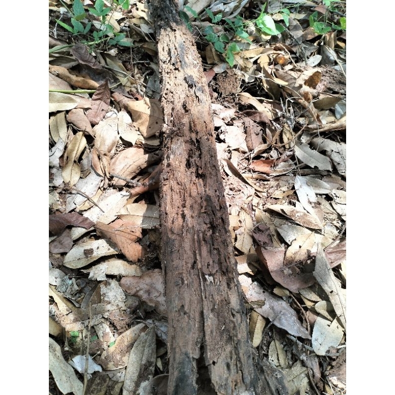 

kayu hutan/ kayu kering berat 1 kg