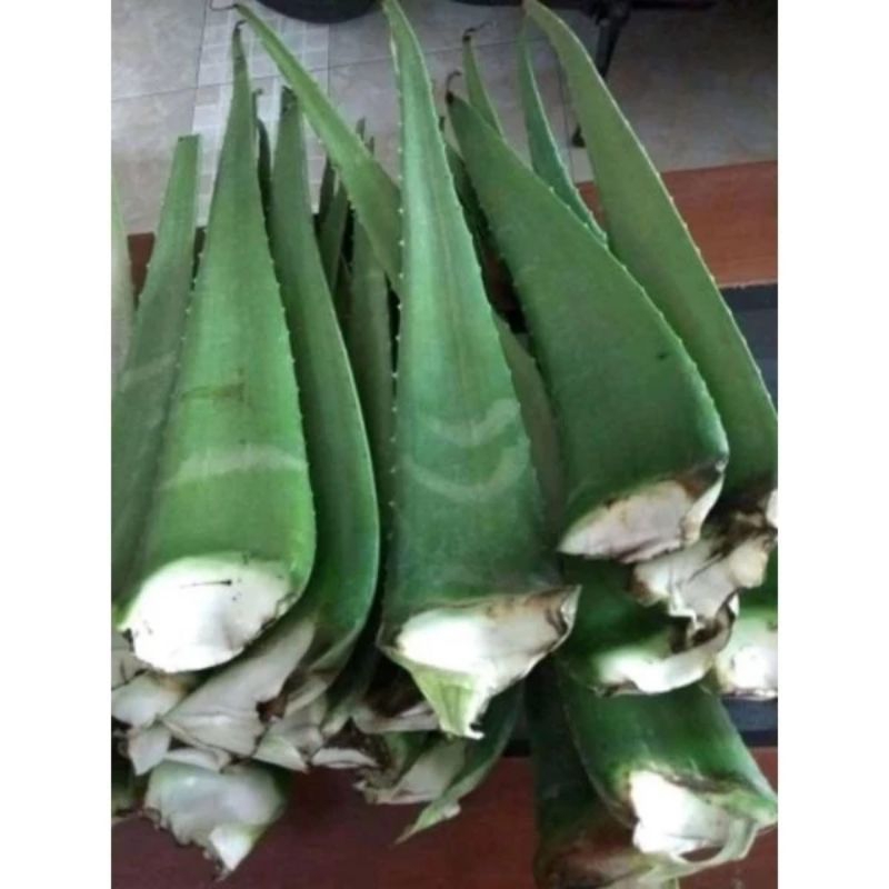 

lidah buaya/Aloevera