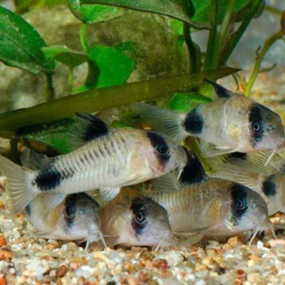 Corydoras Panda Sterbei Juli Albino Aeneus alga eater - ETALASE ready