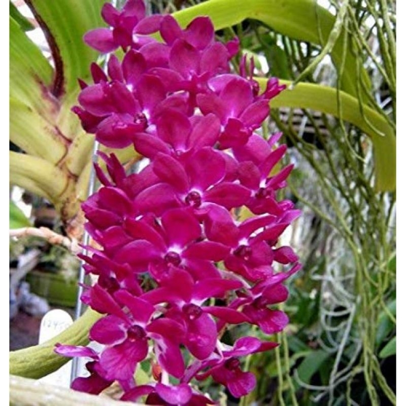rhy gigantea pink