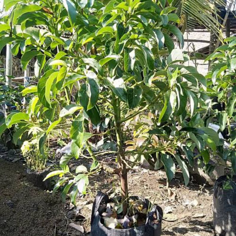 Bibit alpukat Miki original ukuran besar siap dilahankan