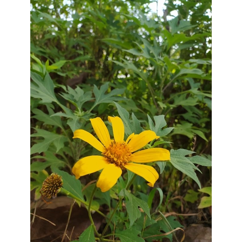 

Daun Insulin Segar 50 Lembar