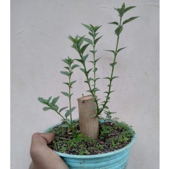 sancang varigata bonsai