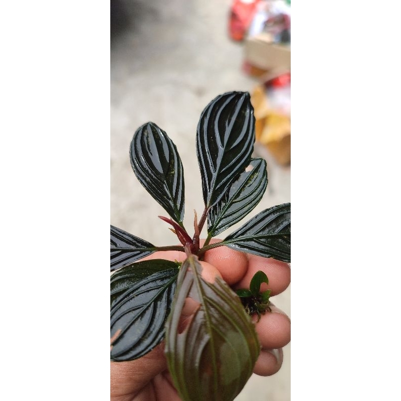 bucephalandra