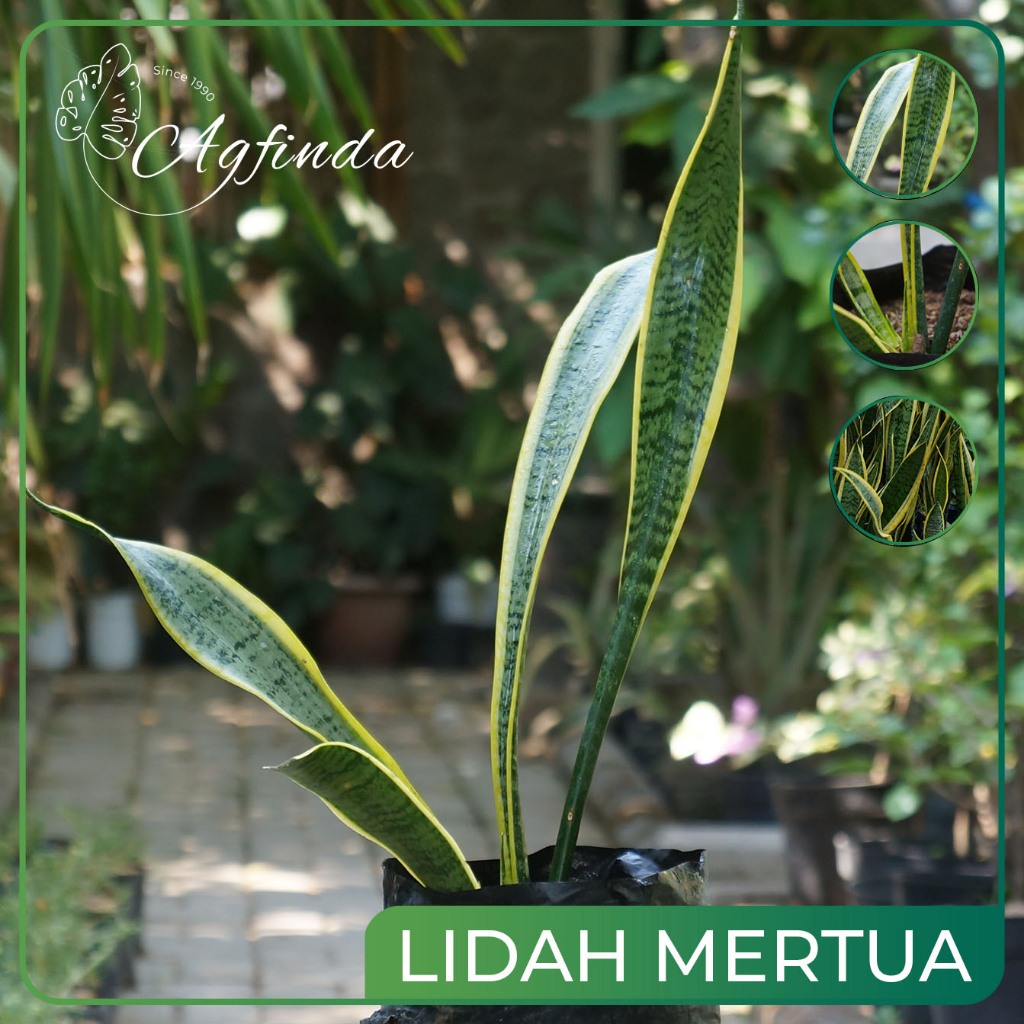 Sansivera Lidah Mertua | Tanaman hias Indoor - Outdoor | Tanaman Sansiviera / Lidah Mertua