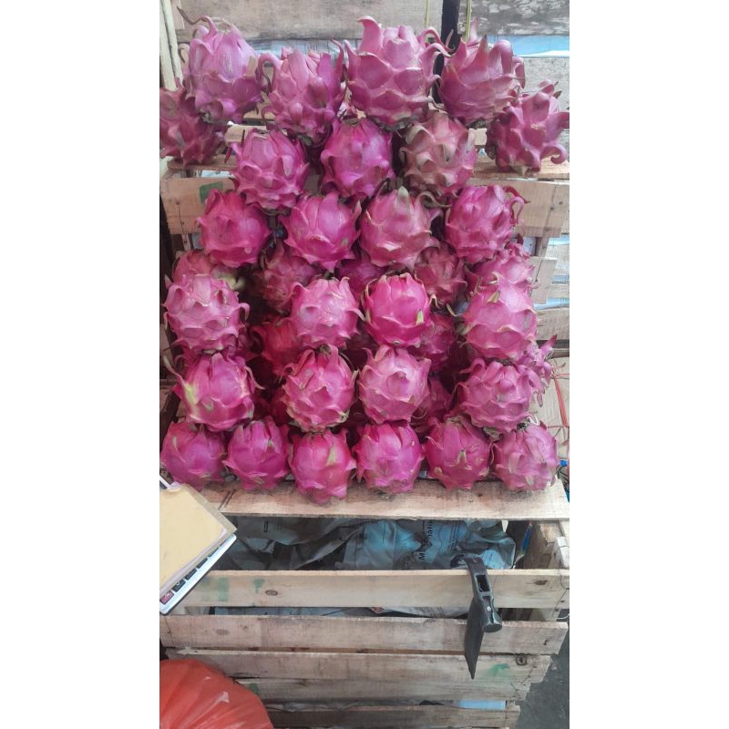 

buah naga merah 2 kg