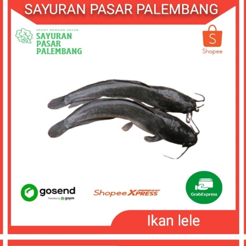 

Ikan Lele Segar - Sayuran Pasar Palembang