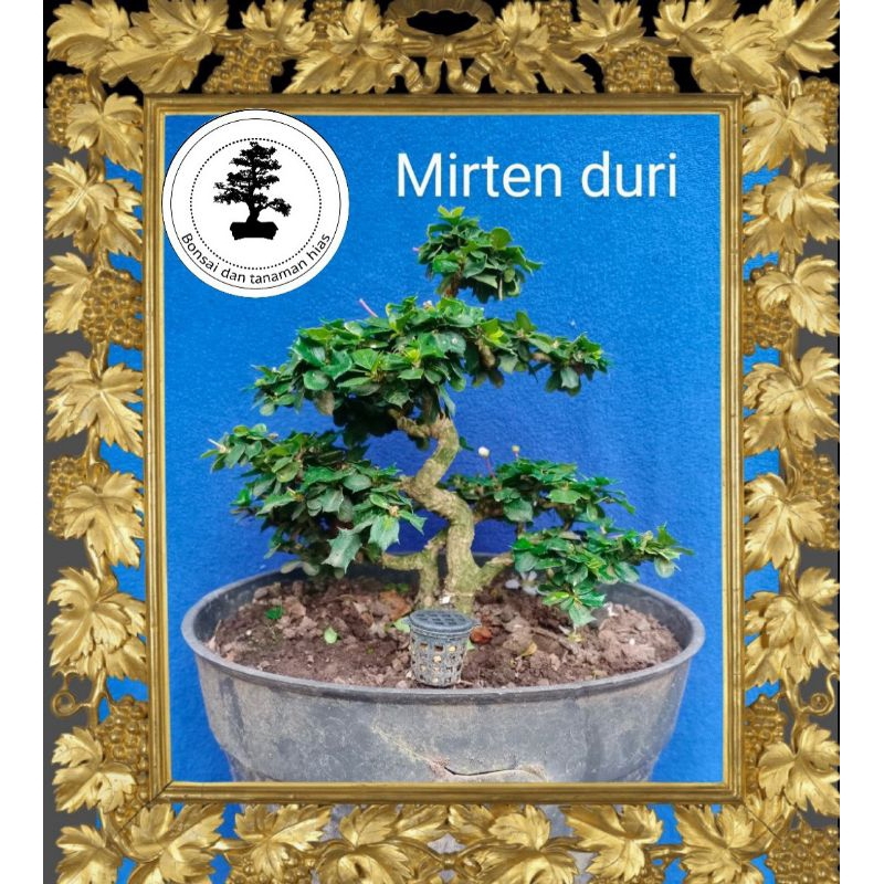 Bonsai Mirten Duri Sesuai Foto