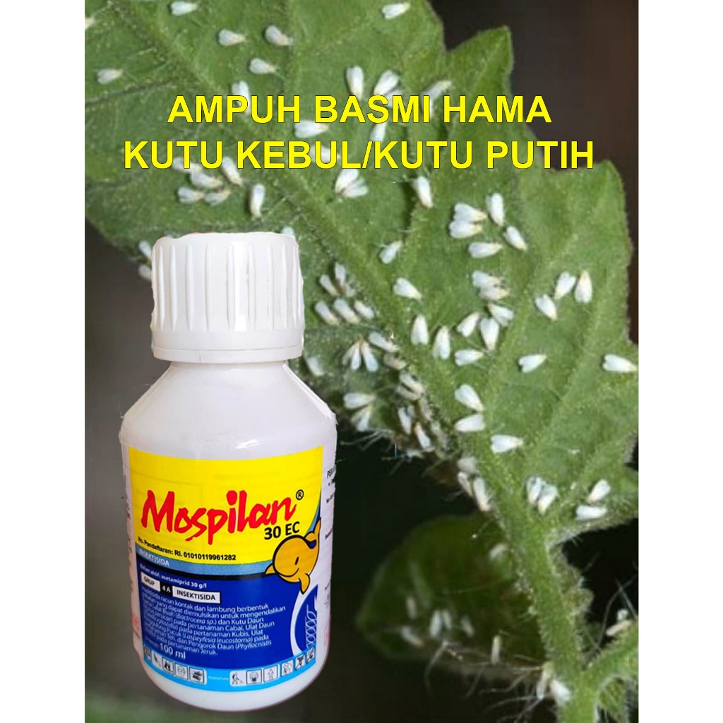 Insektisida Kontak dan Sistemik Ampuh Basmi Hama Kutu Kebul MOSPILAN 100 ml