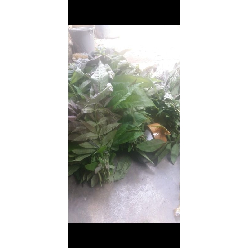 

daun Sungkai berat 250 gram masih fress