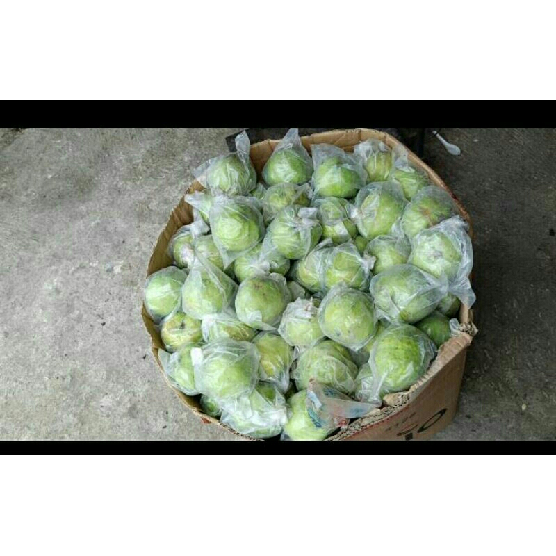 

jambu kristal non biji kiloan