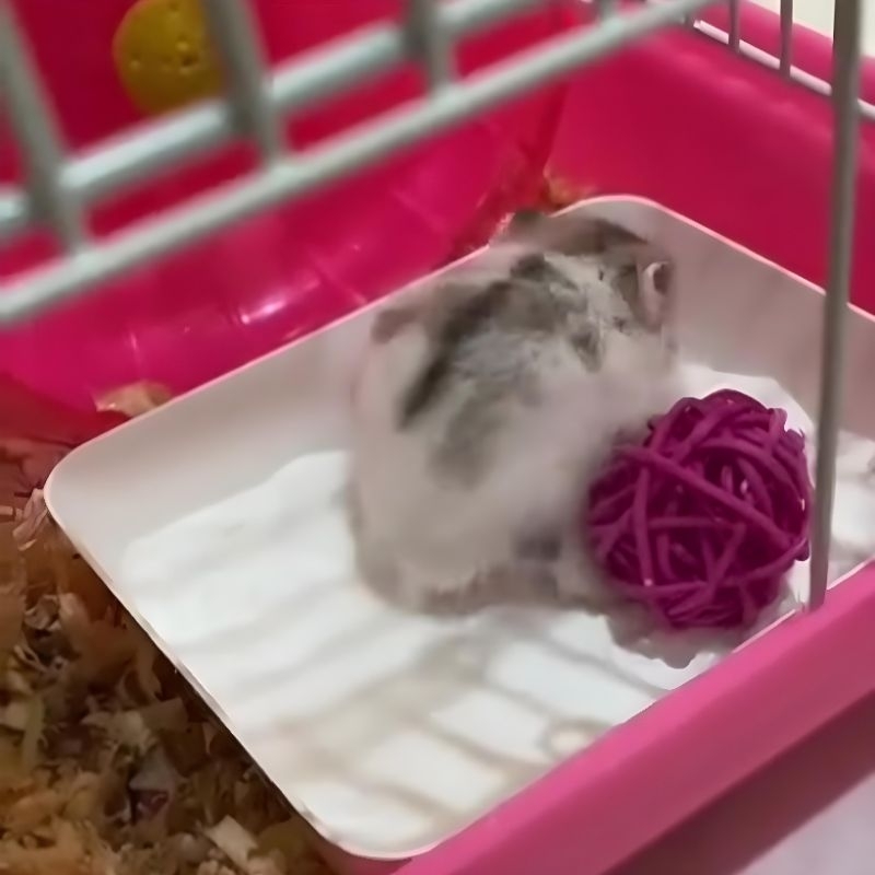 KOTAK PLASTIK MULTIFUNGSI TEMPAT MANDI &amp; MAKANAN HAMSTER