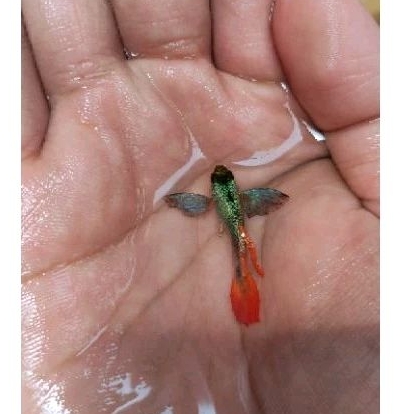 Hiasan Aquarium Guppy PRTDE 1 pasang