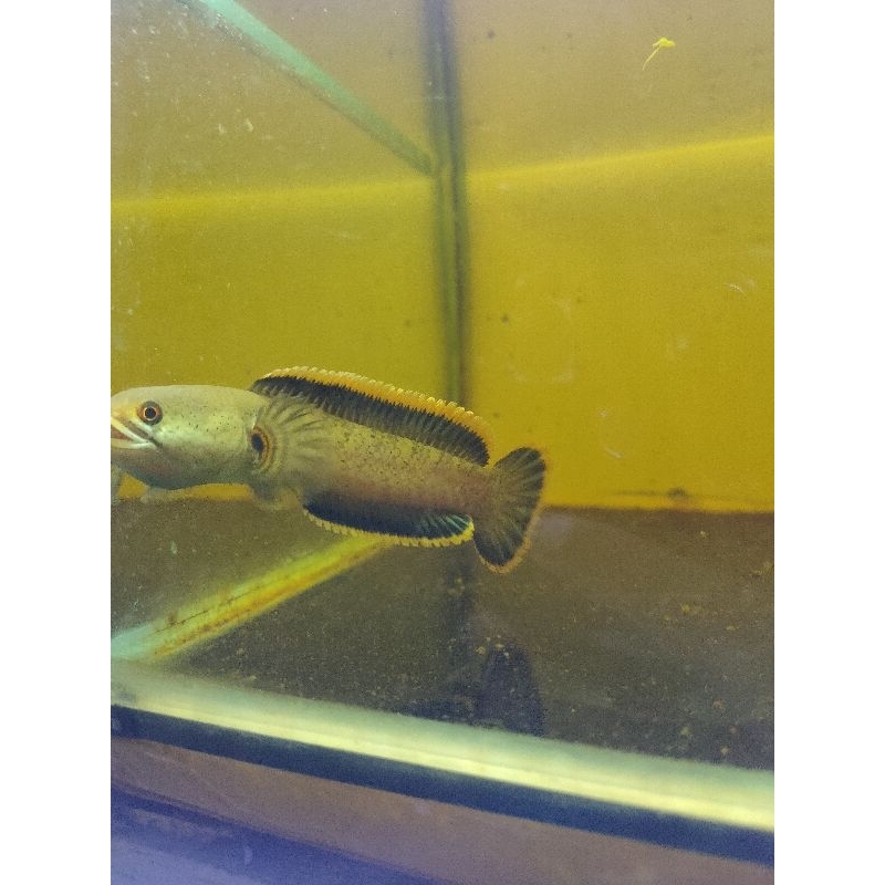 limbata WC beginner size 10cm siap kontes