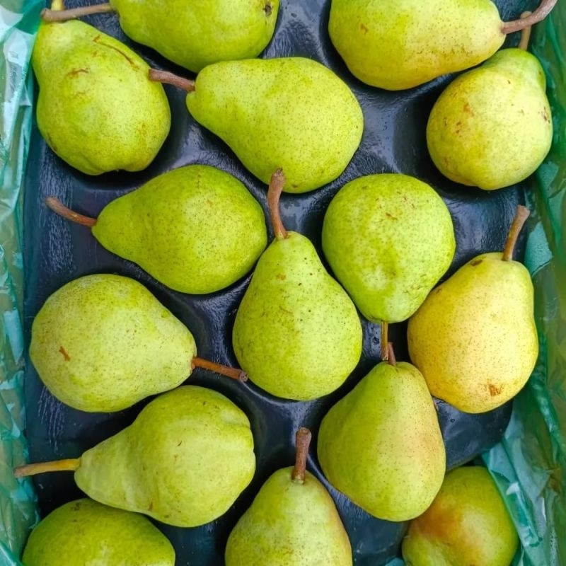 

Buah Pear Pakam Fresh (1dus Berat 10Kg)