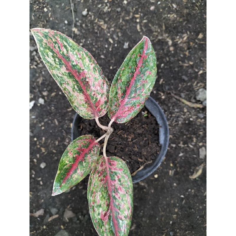 AGLONEMA COCONUT DELIGHT