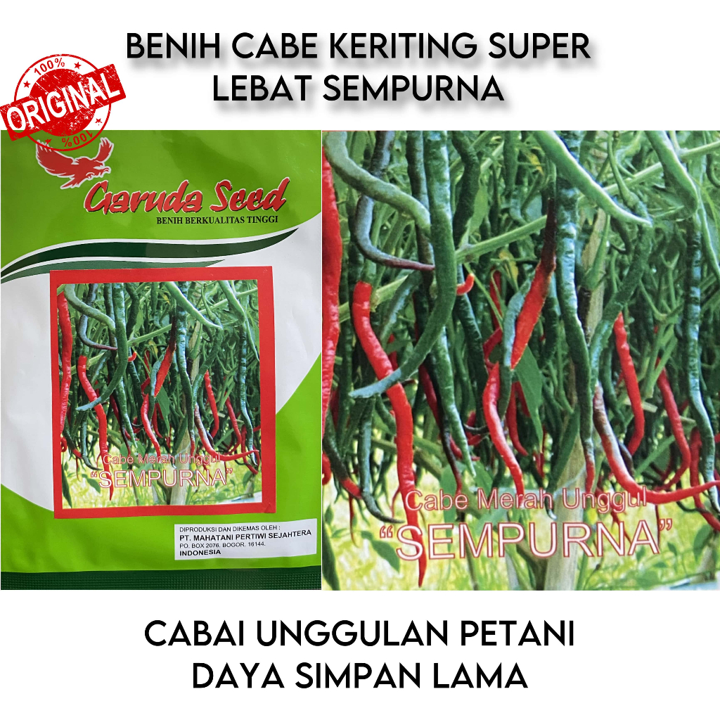 Benih Cabe Keriting SEMPURNA Isi 50 Butir Repack Garuda Seed