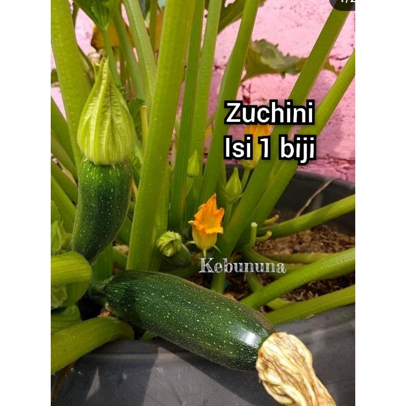 Zuchini Hijau Biji