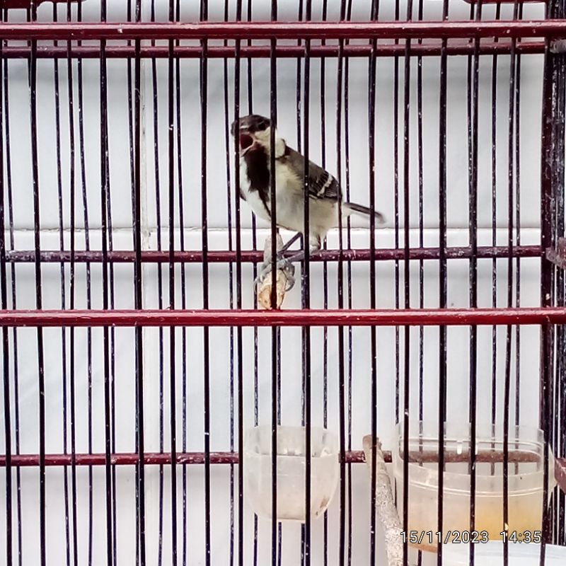 Gelatik Batu Rawatan