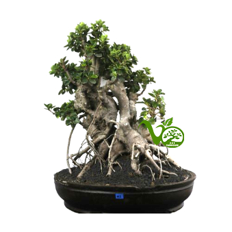 Bonsai Ficus Dolar Mangkok
