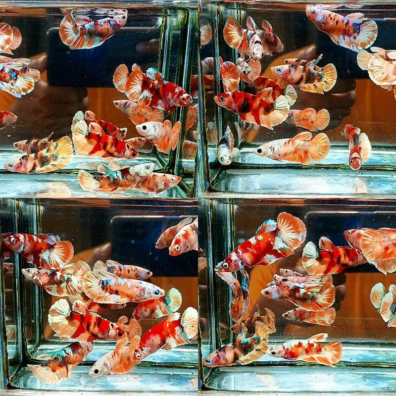 Nemo candy gold ( F )