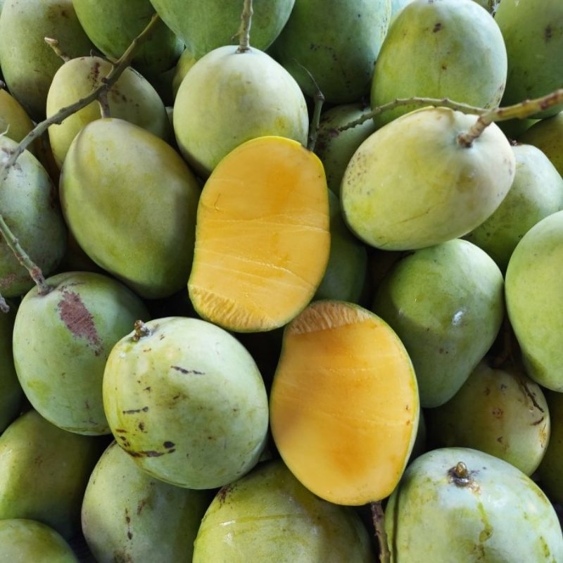 

Buah Mangga Indramayu Mengkal | 500 gram Fresh