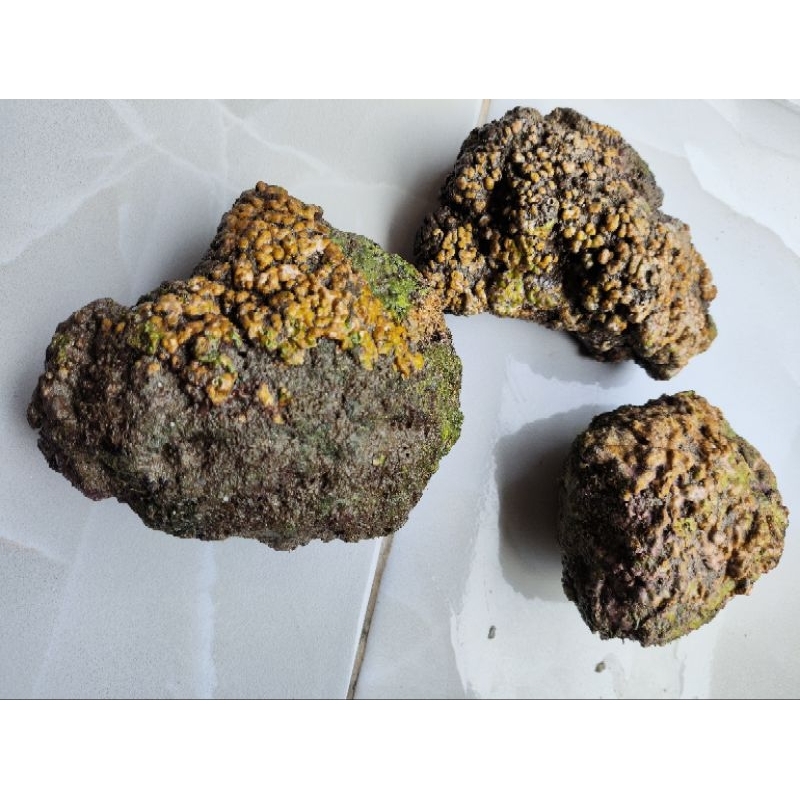 Live rock Batu karang laut super aquarium