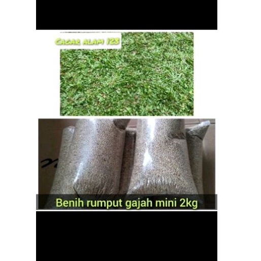 benih rumput gajah mini rumput gajah mini 2kg