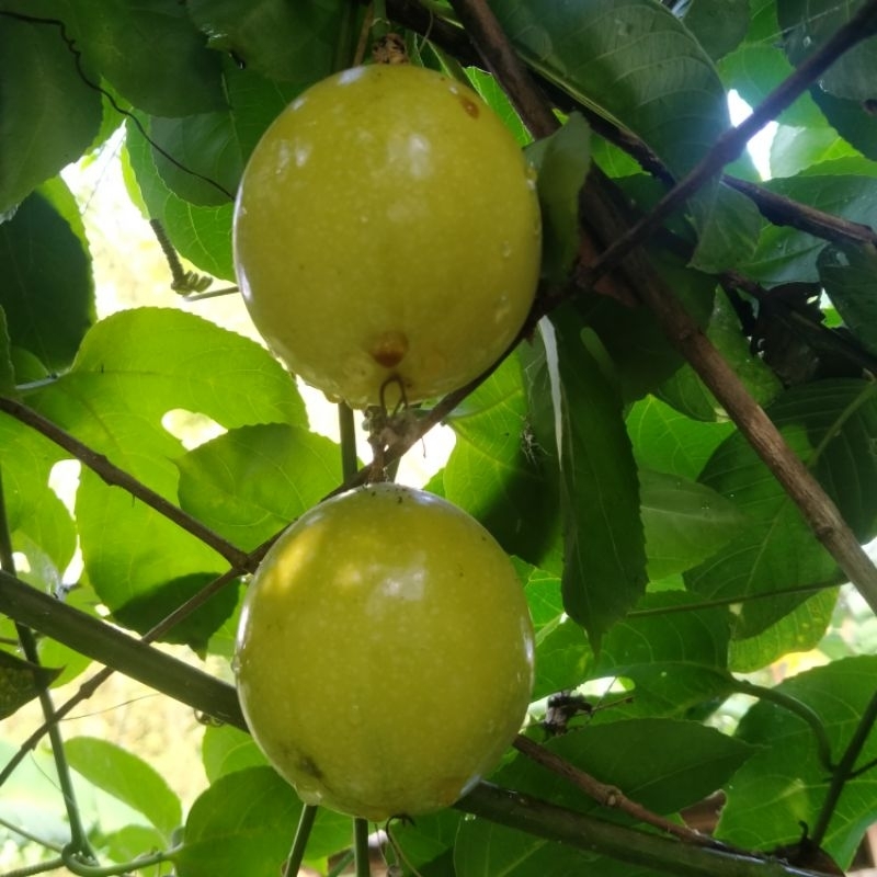 

Markisa segar murah (500 gram) dipetik ketika ada orderan masuk