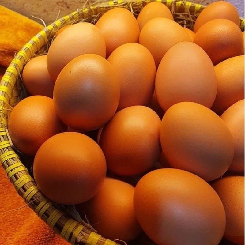 

Telur Ayam 1 Papan dan 1/2 papan