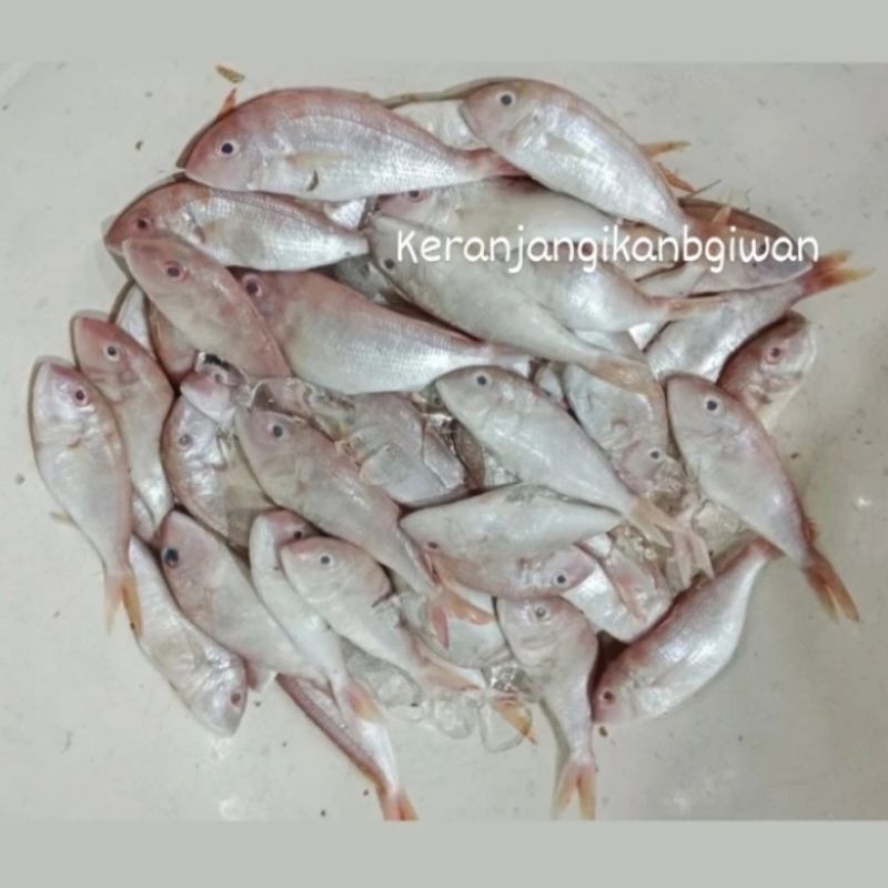 

Ikan terisi / kurisi segar 1kg (bukan frozen) free dibersihkan gratis minyak goreng 1liter