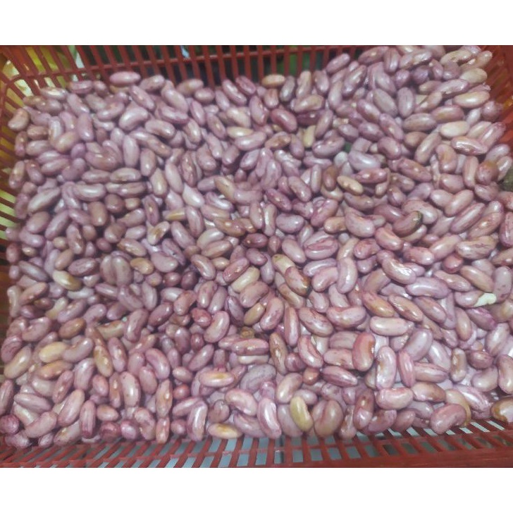 

Dijual kacang joglo/merah segar 250 gram Model Baru