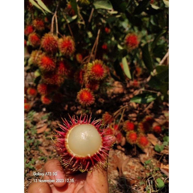 

Rambutan Binje/Rambutan binjai/rambutan/rambutan 1kg