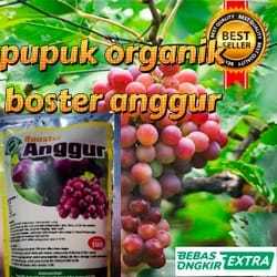 Pupuk anggur agar cepat berbuah Pupuk anggur masa pertumbuhan Pupuk anggur cepat berbuah