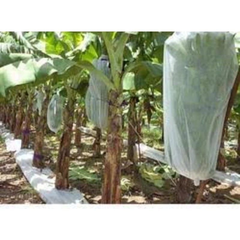 Banana Fruit cover/pembungkus buah Pisang