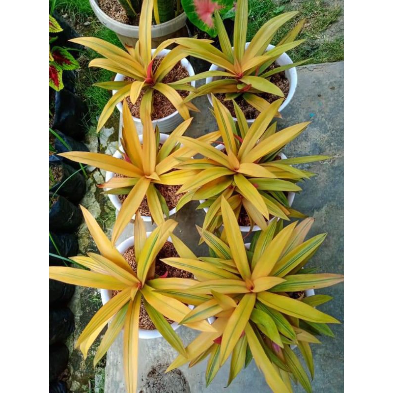 Adam Hawa Daun Kuning Terbaru