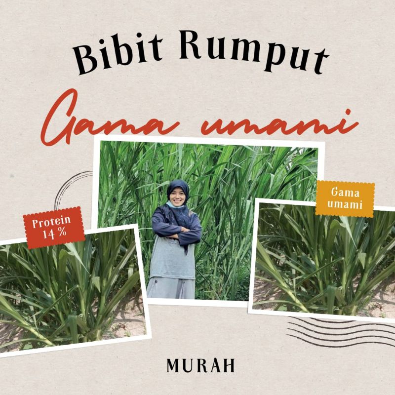 BIBIT RUMPUT GAMA UMAMI MURAH