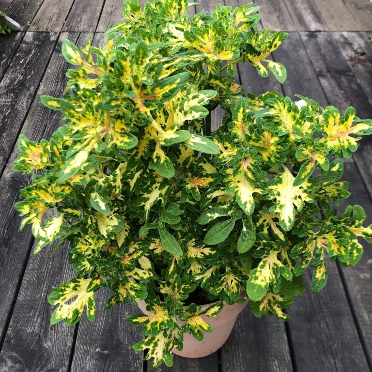 Tanaman Hias Miana Ekor Naga, Miana Ekor Naga, Miana